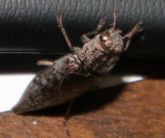 Metallic wood-boring beetle