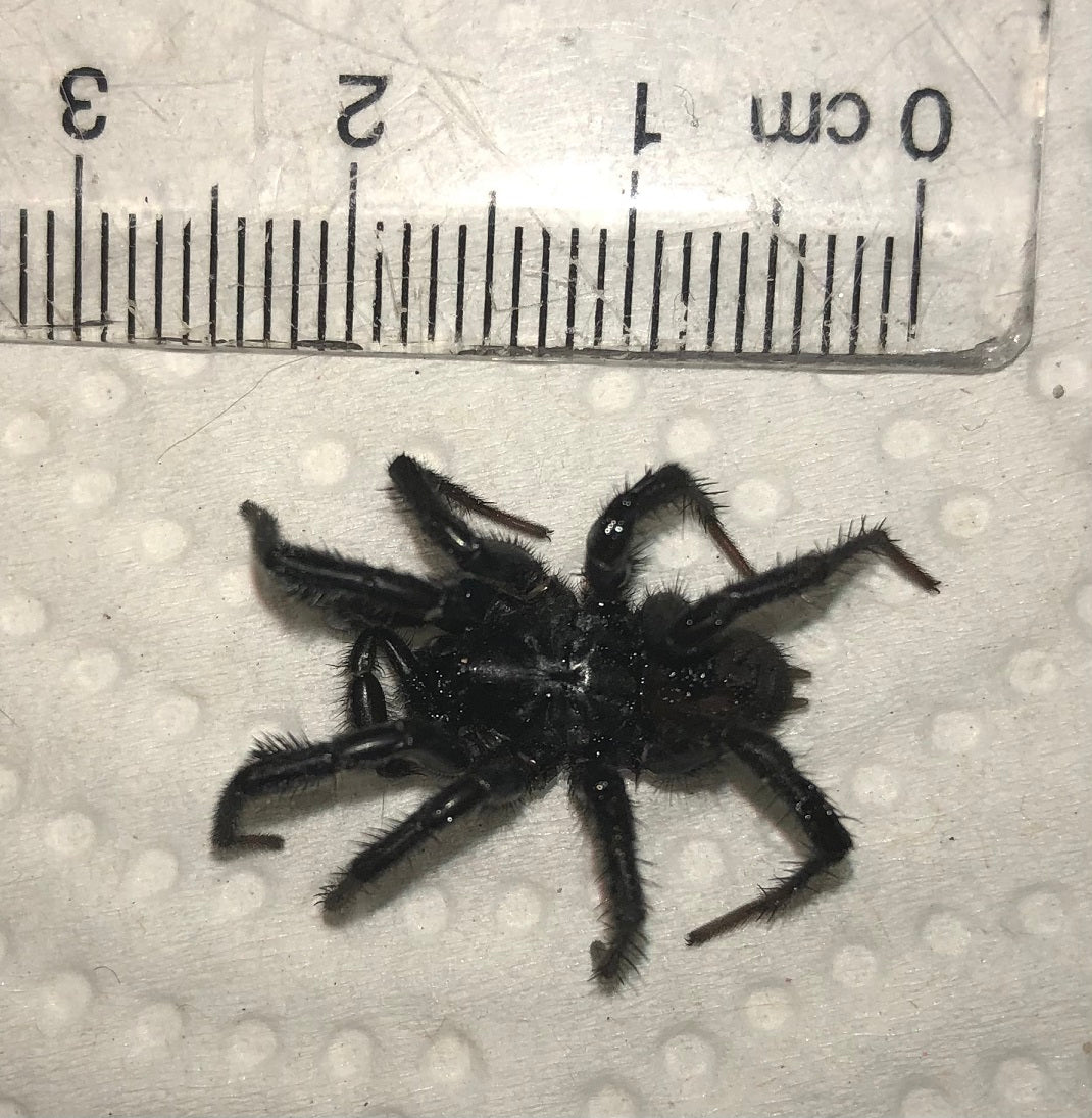 Male mygalomorph spider