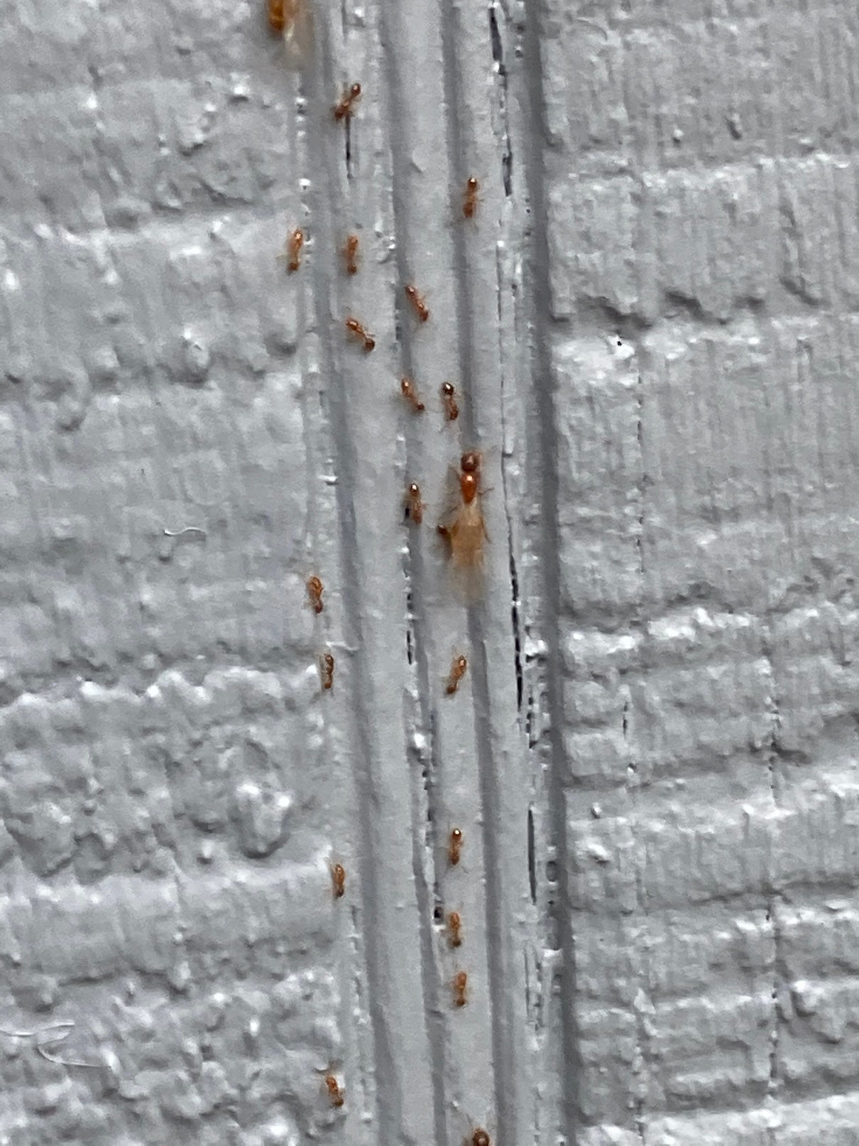 Ants