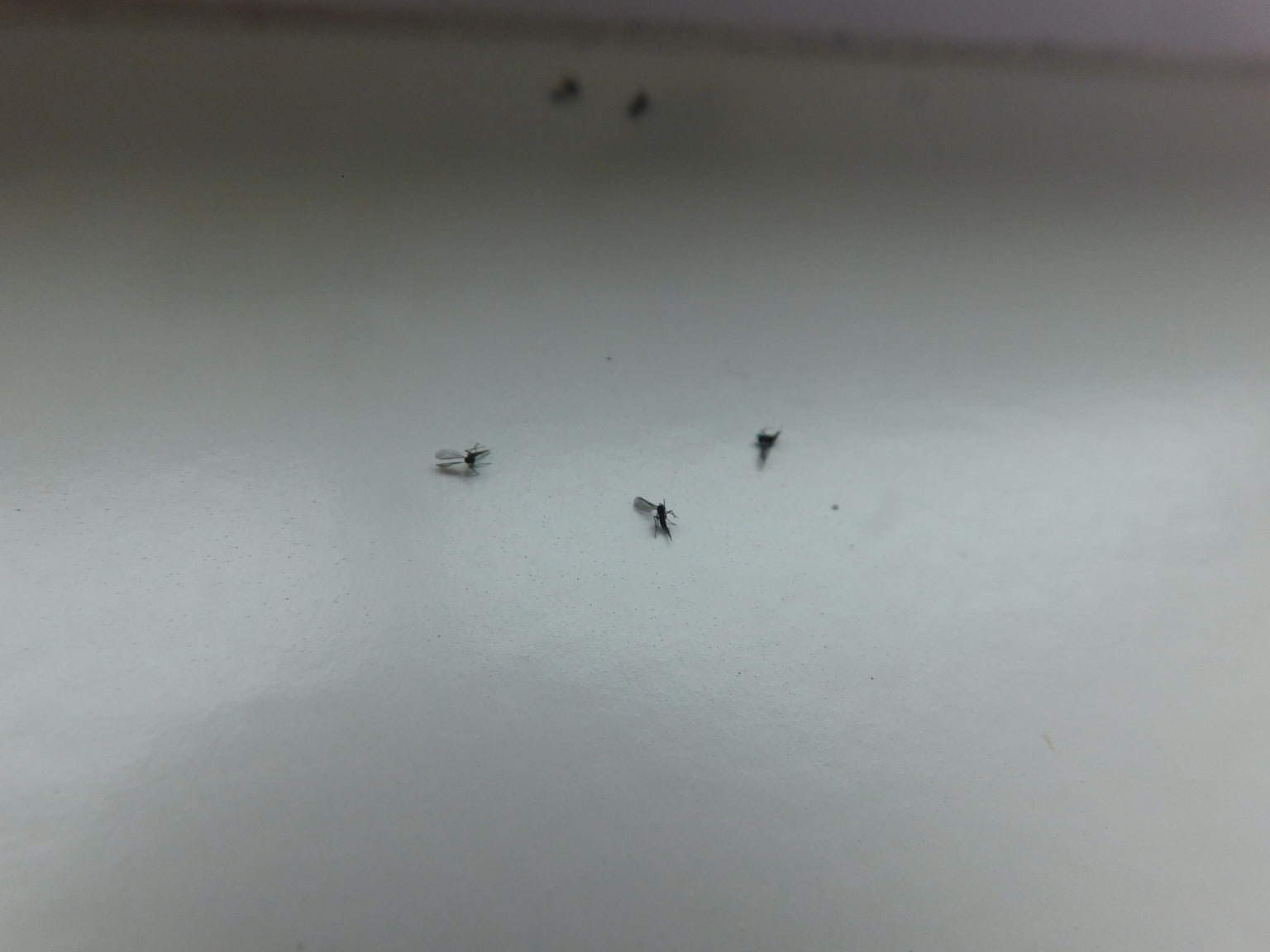 Dark-winged fungus gnats