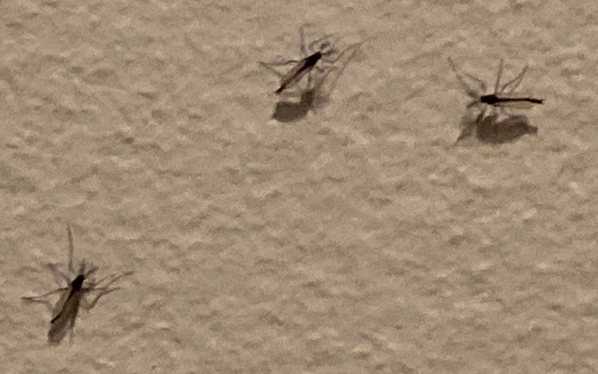 Male non-biting midges