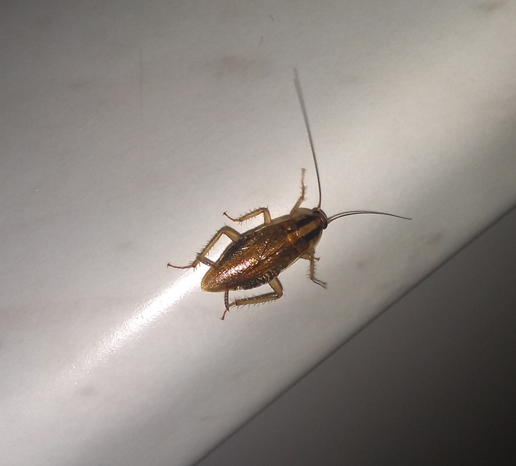 German cockroaches