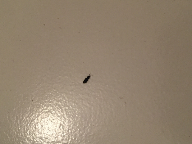 Grain beetle