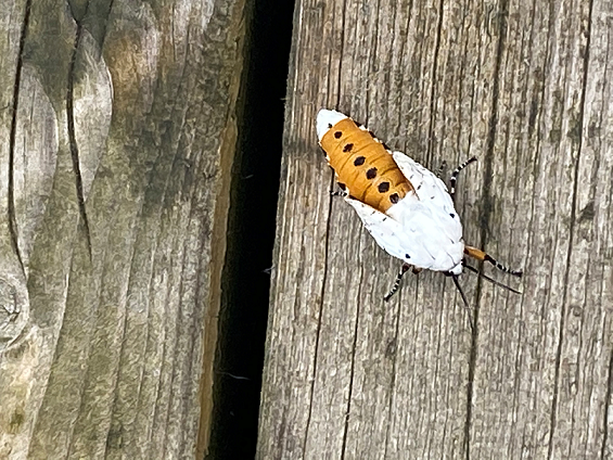 Moth