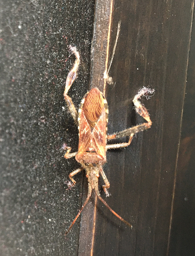 Western conifer seed bug