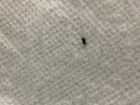 Weevil