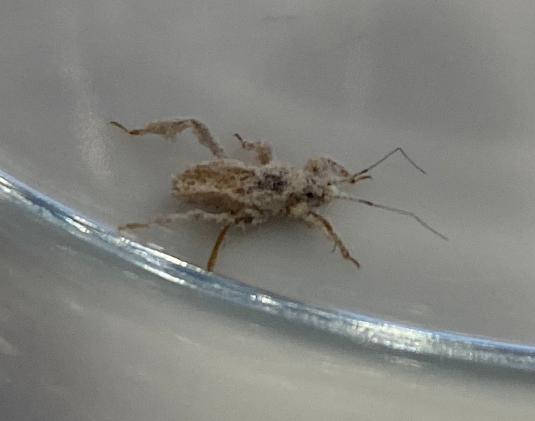 Nymph of an assassin bug