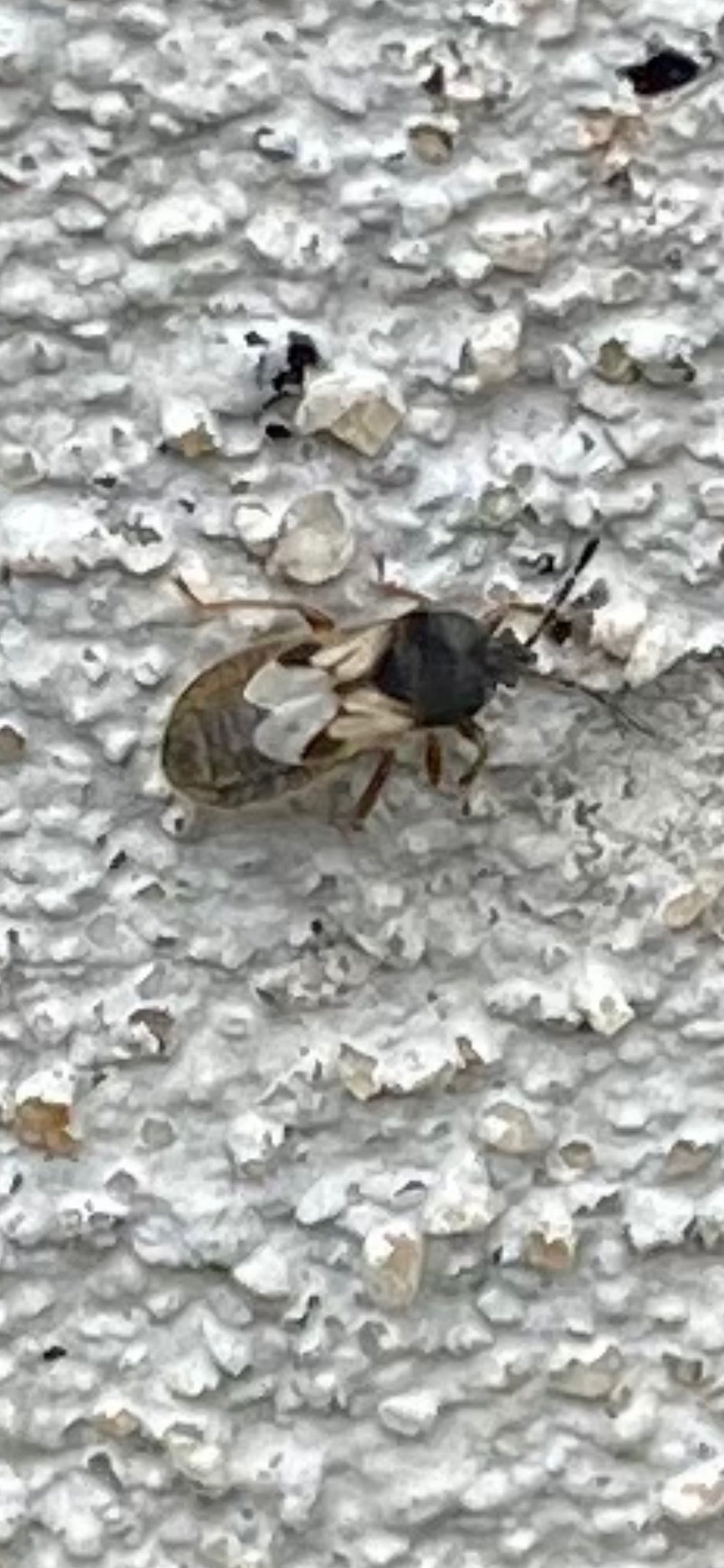 Hairy chinch bug