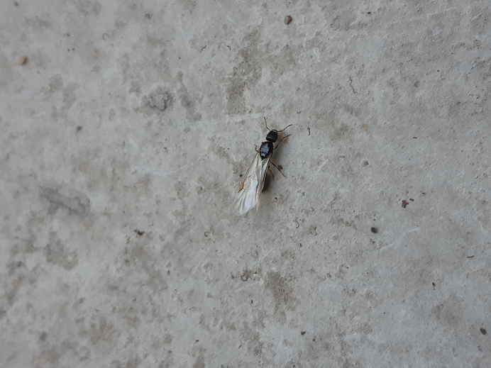 Carpenter ant