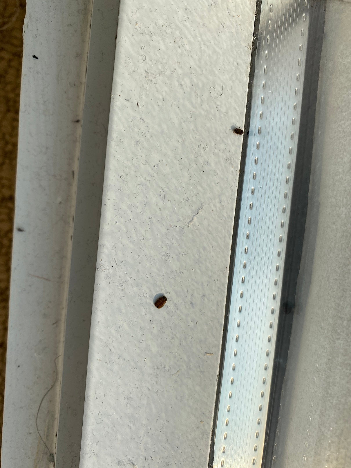 Black carpet beetles