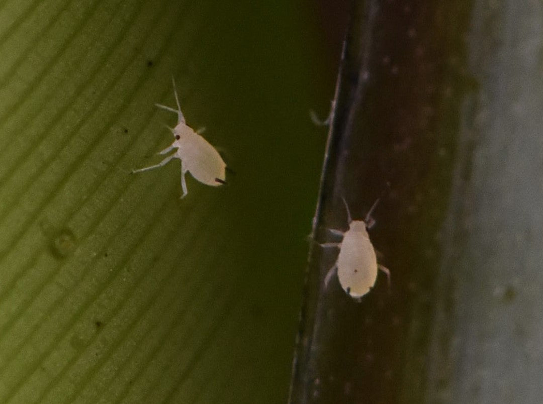 Aphids