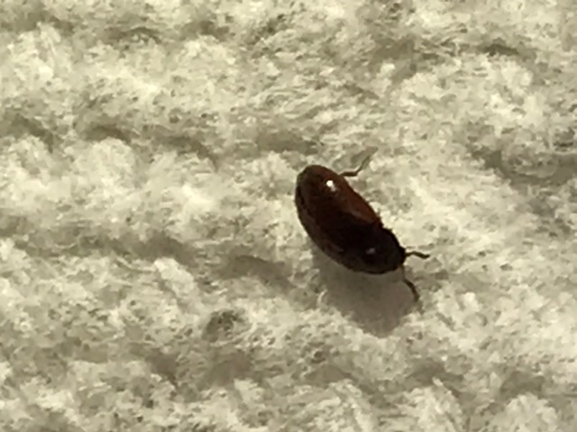 Carpet beetle