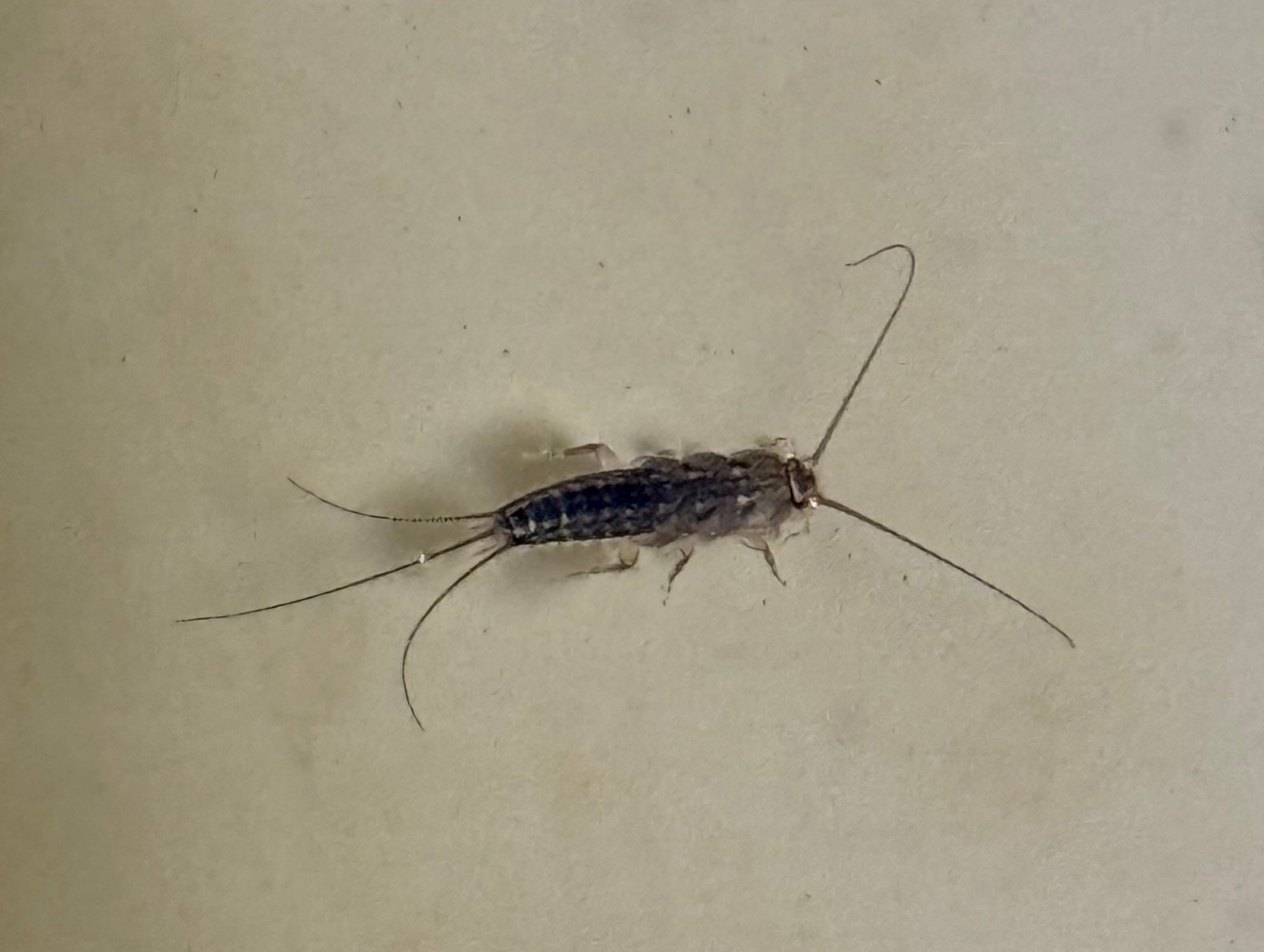Canadian Silver Fish Silverfish – PestcontrolCanada