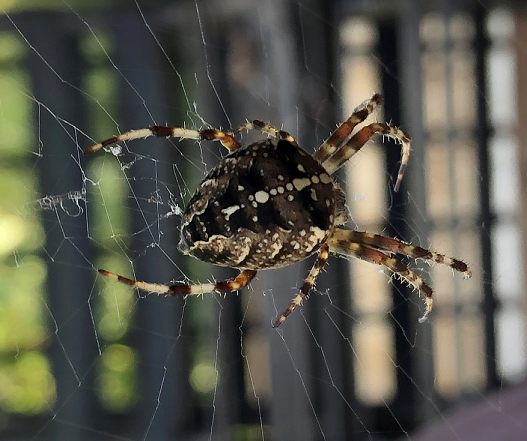 Cross spider