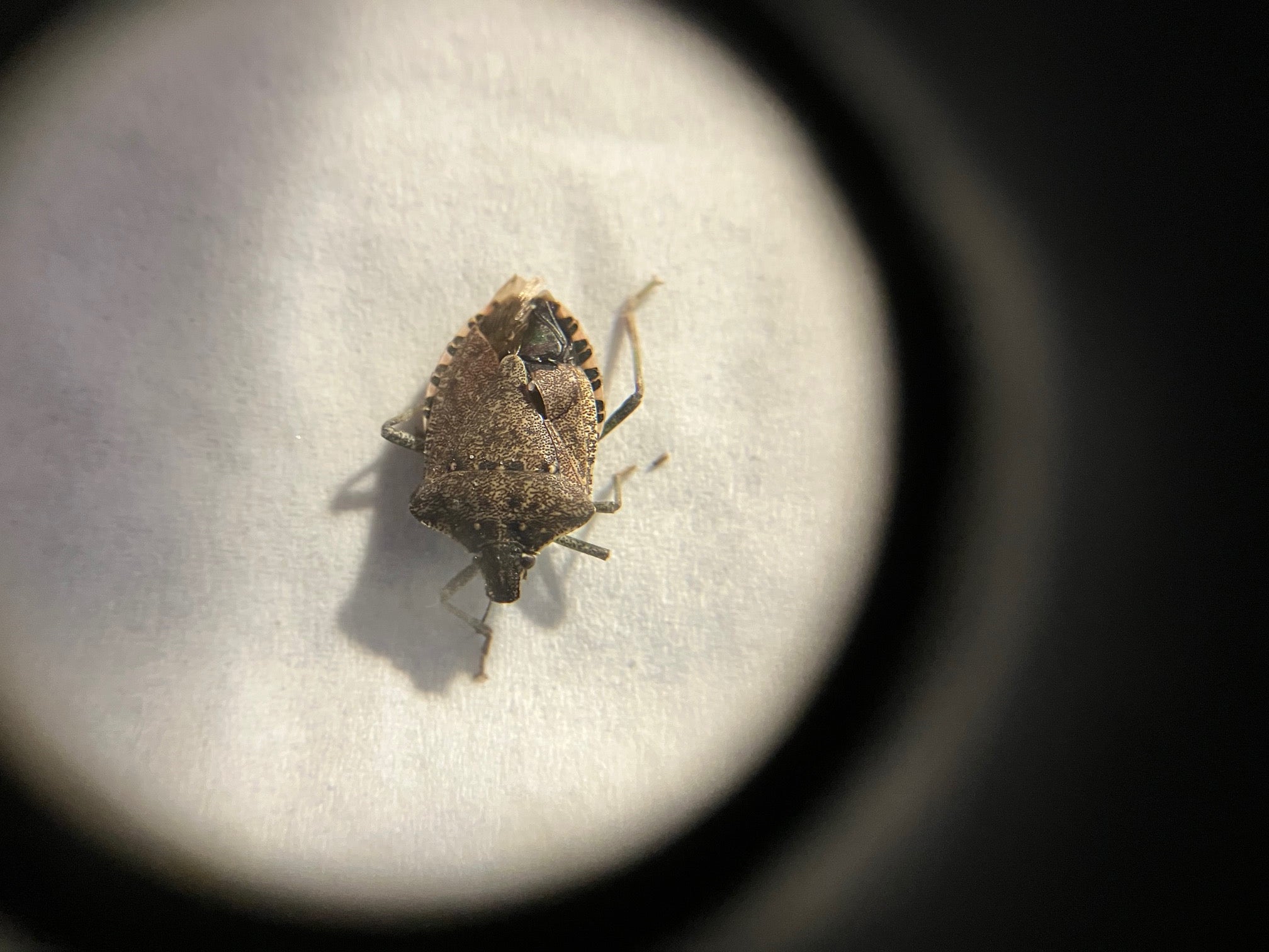 Brown marmorated stink bug
