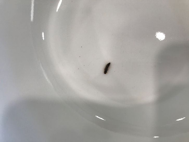 Larva of a beetle