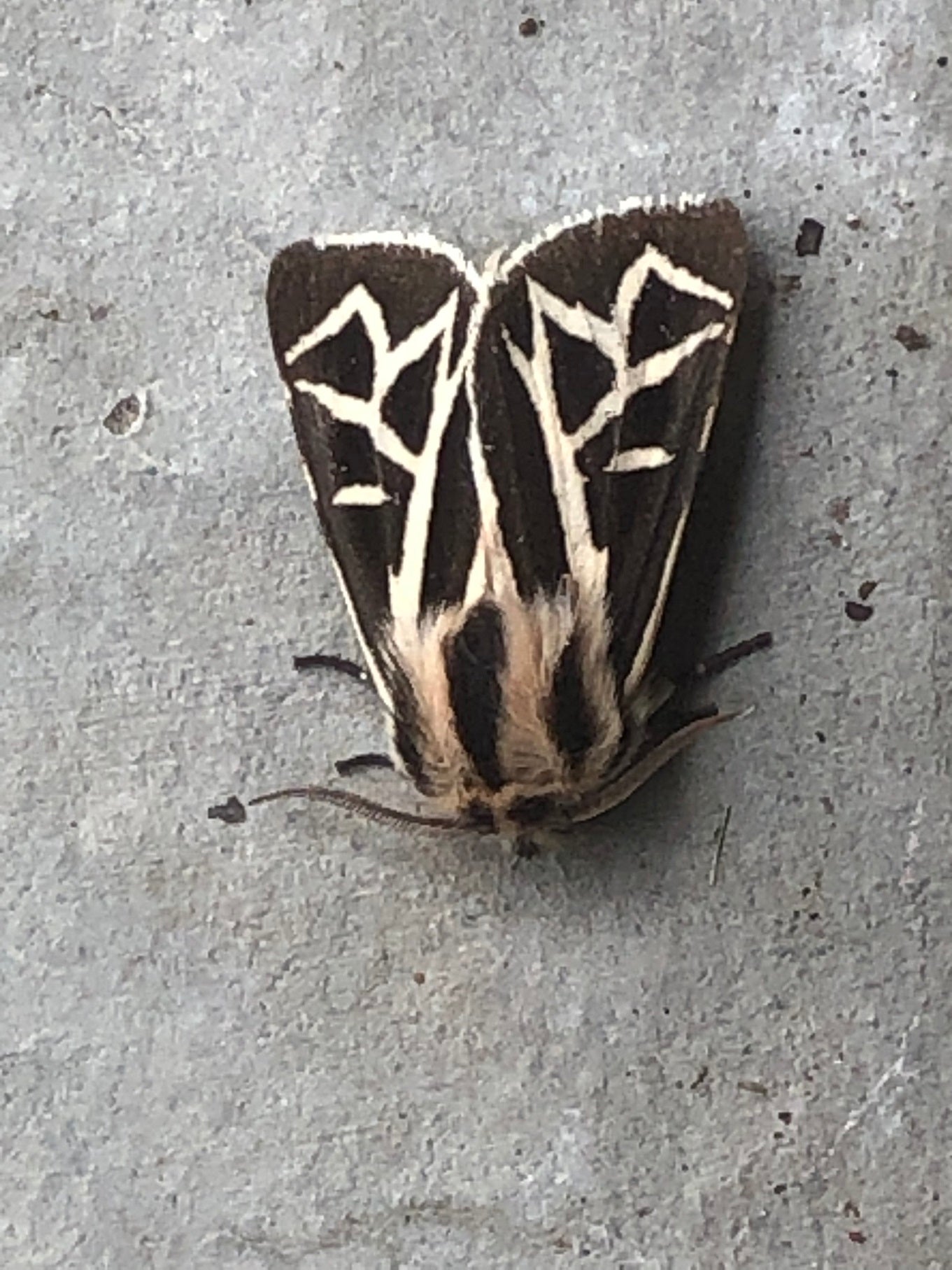 Tiger moth