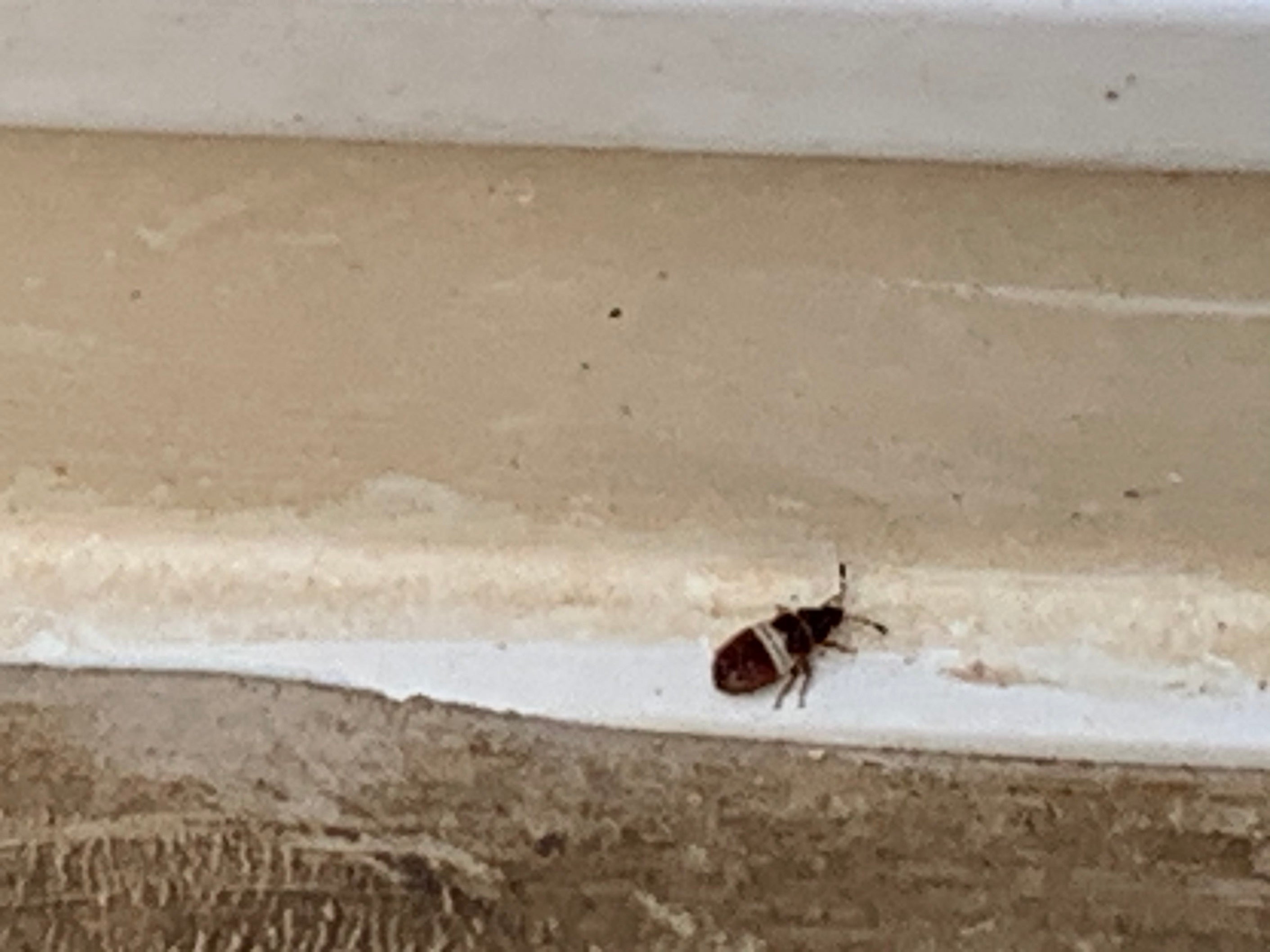 Nymph of a hairy chinch bug