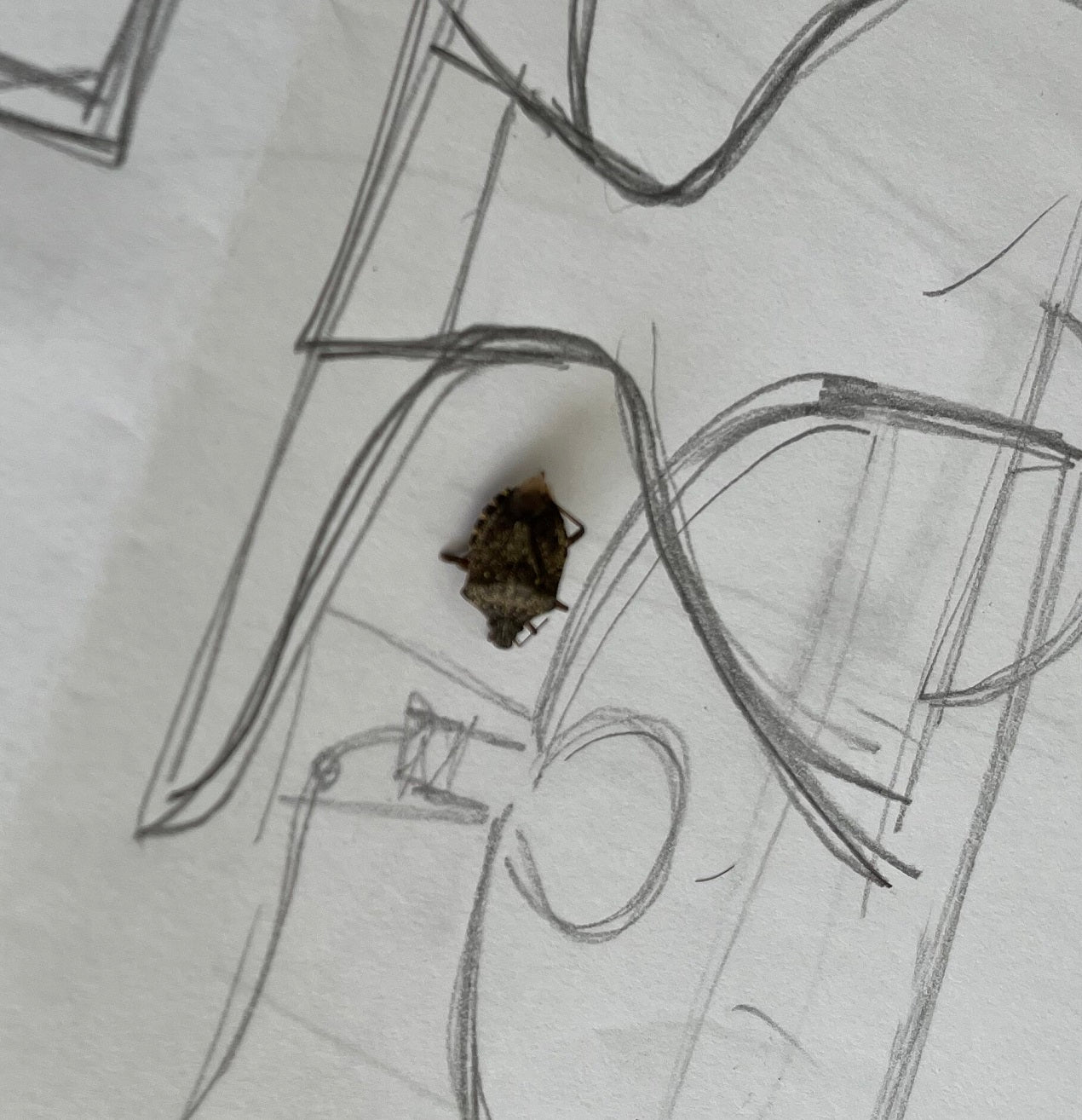 Stink bug
