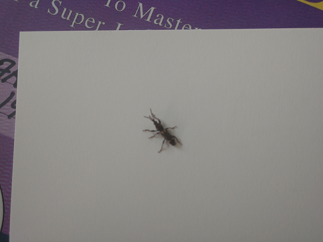 Oak timberworm weevil