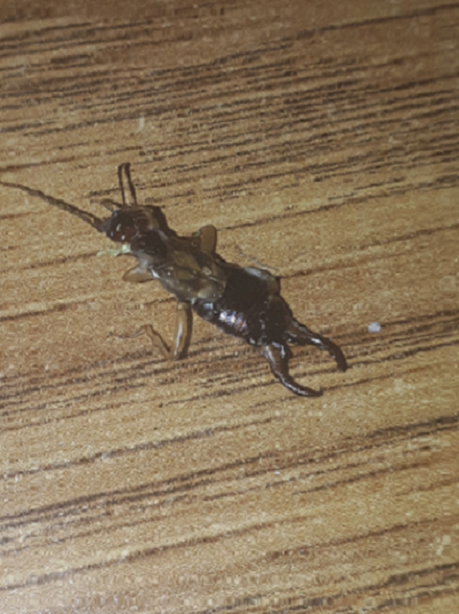 Earwig