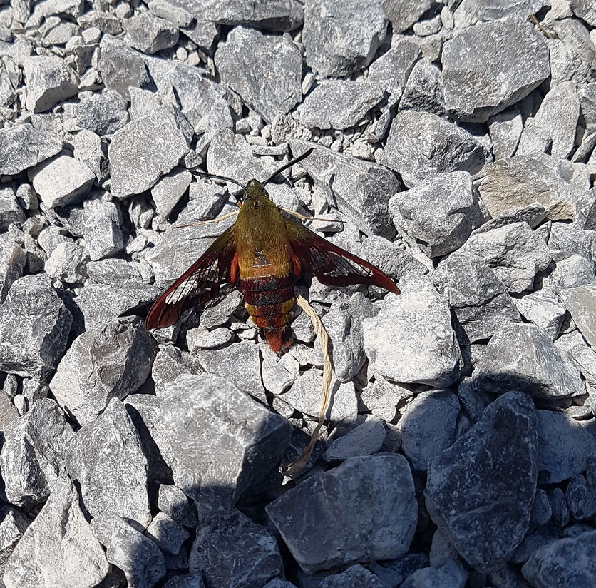 Hummingbird clearwing sphinx moth