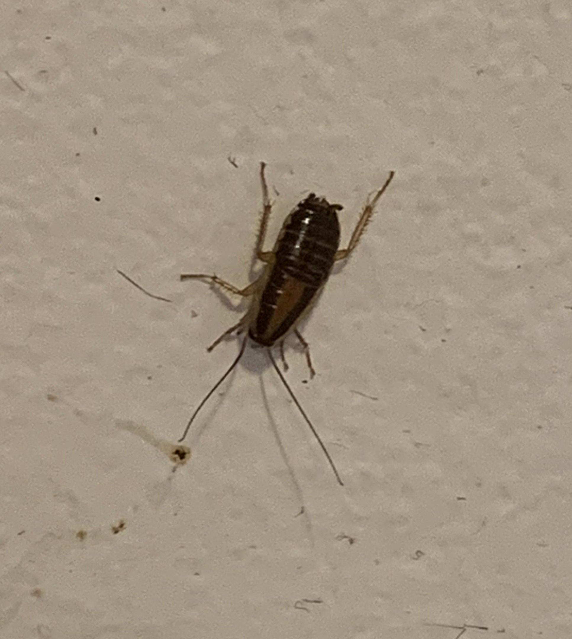 Nymph of a German Cockroach
