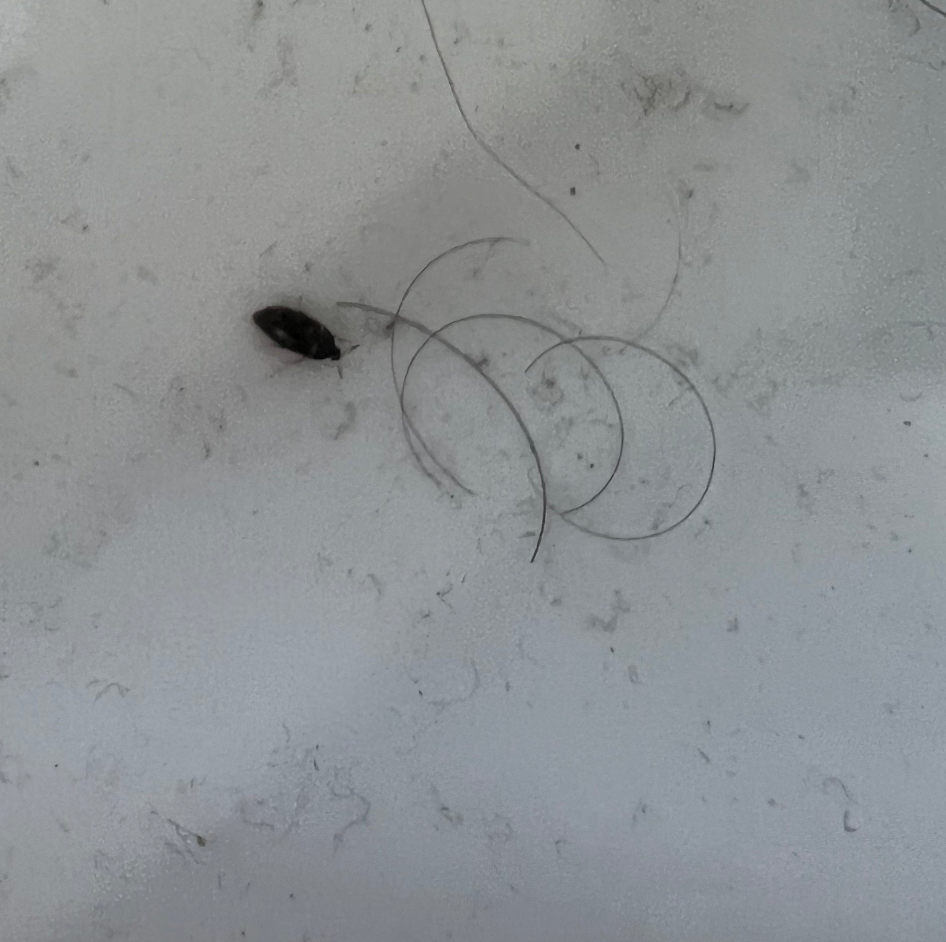 Carpet beetle