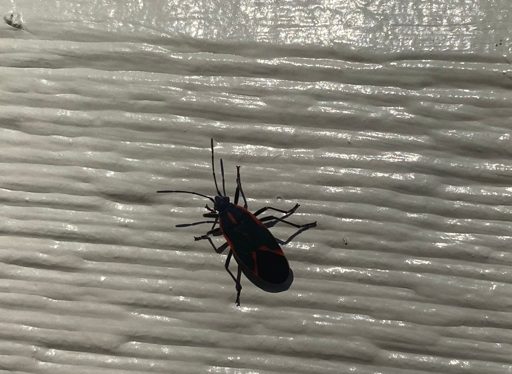 Eastern boxelder bug