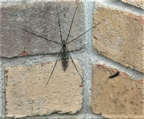 Crane fly