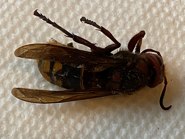 European hornet