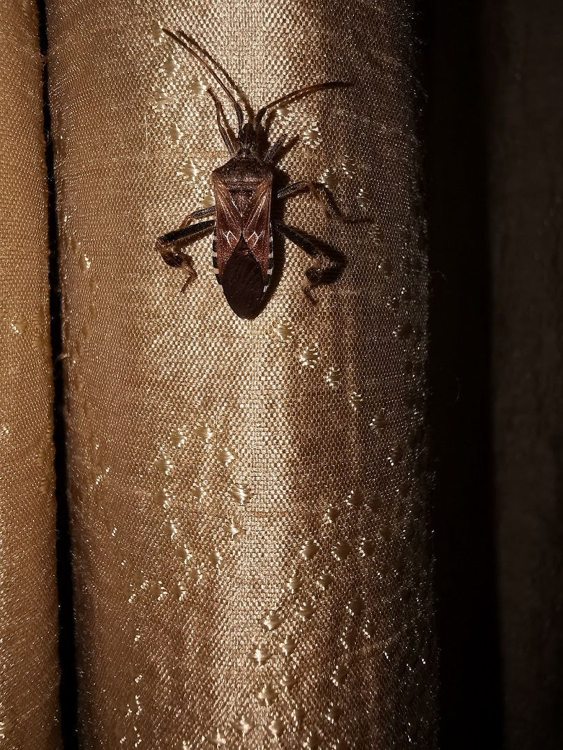 Western conifer seed bug