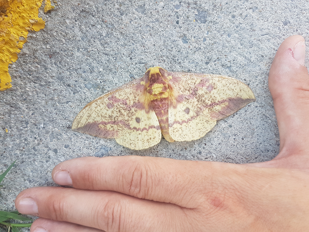 Imperial moth