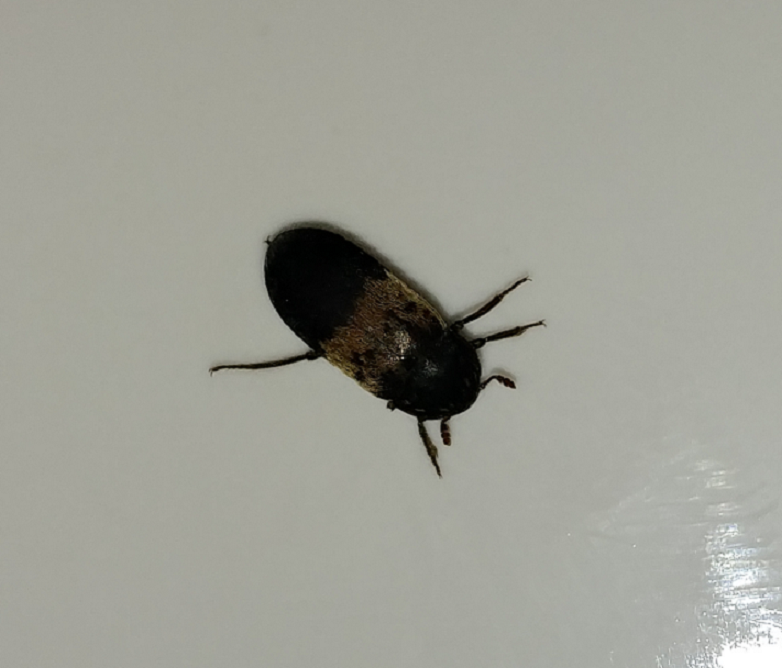 Larder beetle