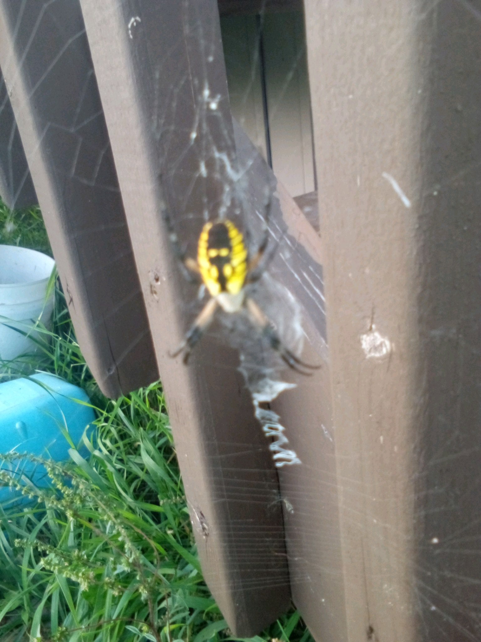 Argiope aurantia