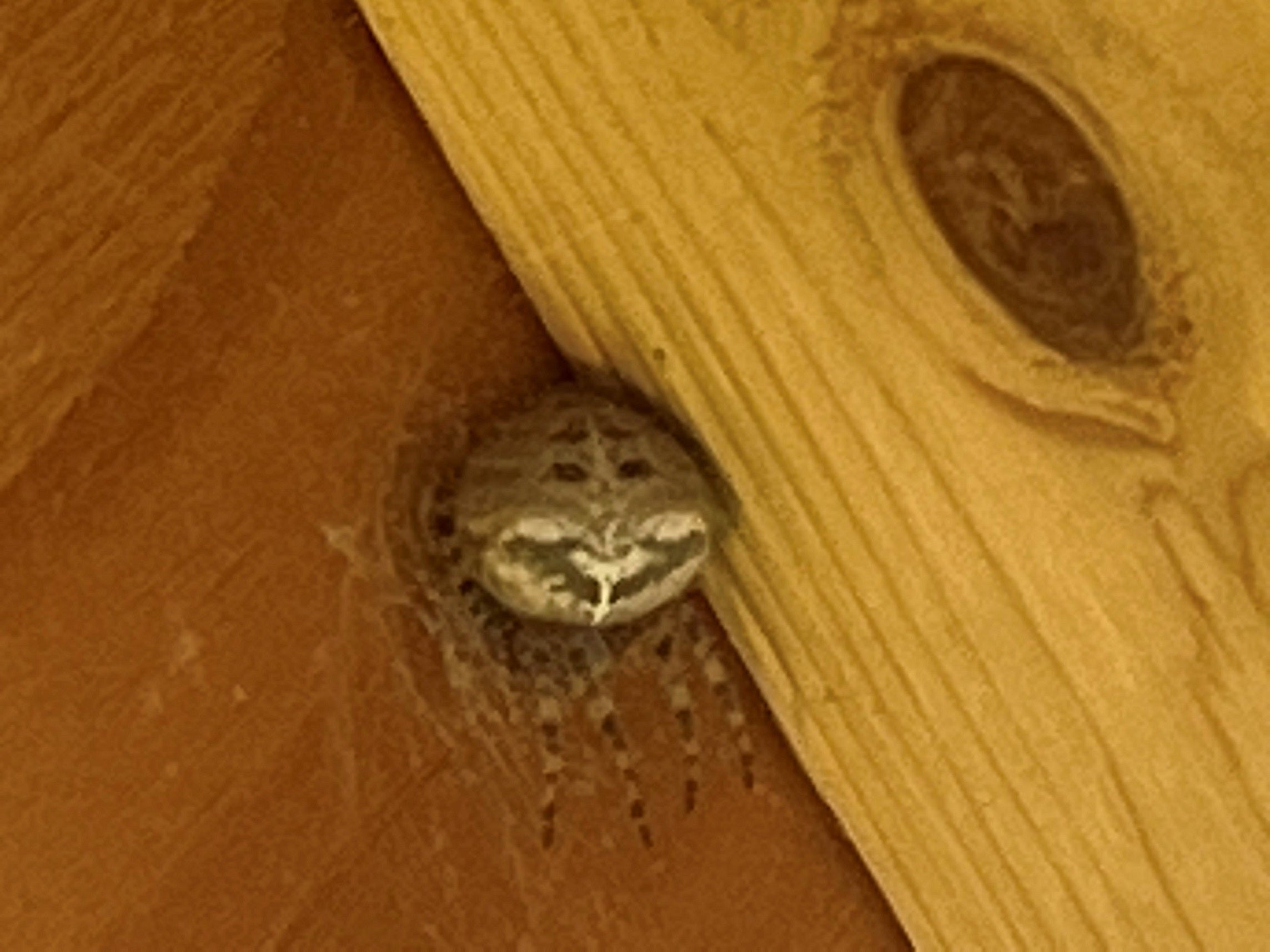 Orb weaver