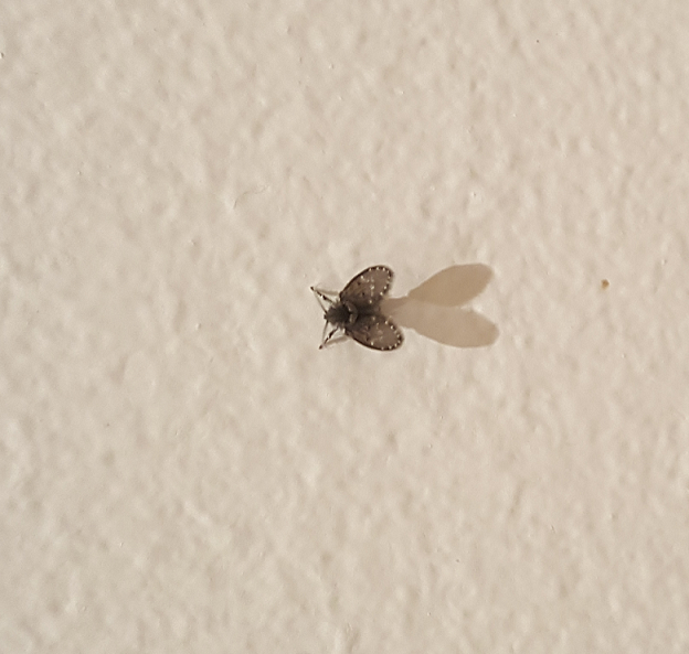 Moth Fly, Drain Fly or Sewer Fly