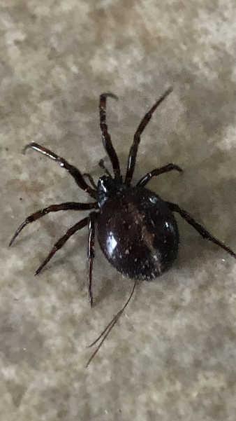 Cobweb/comb-footed spider