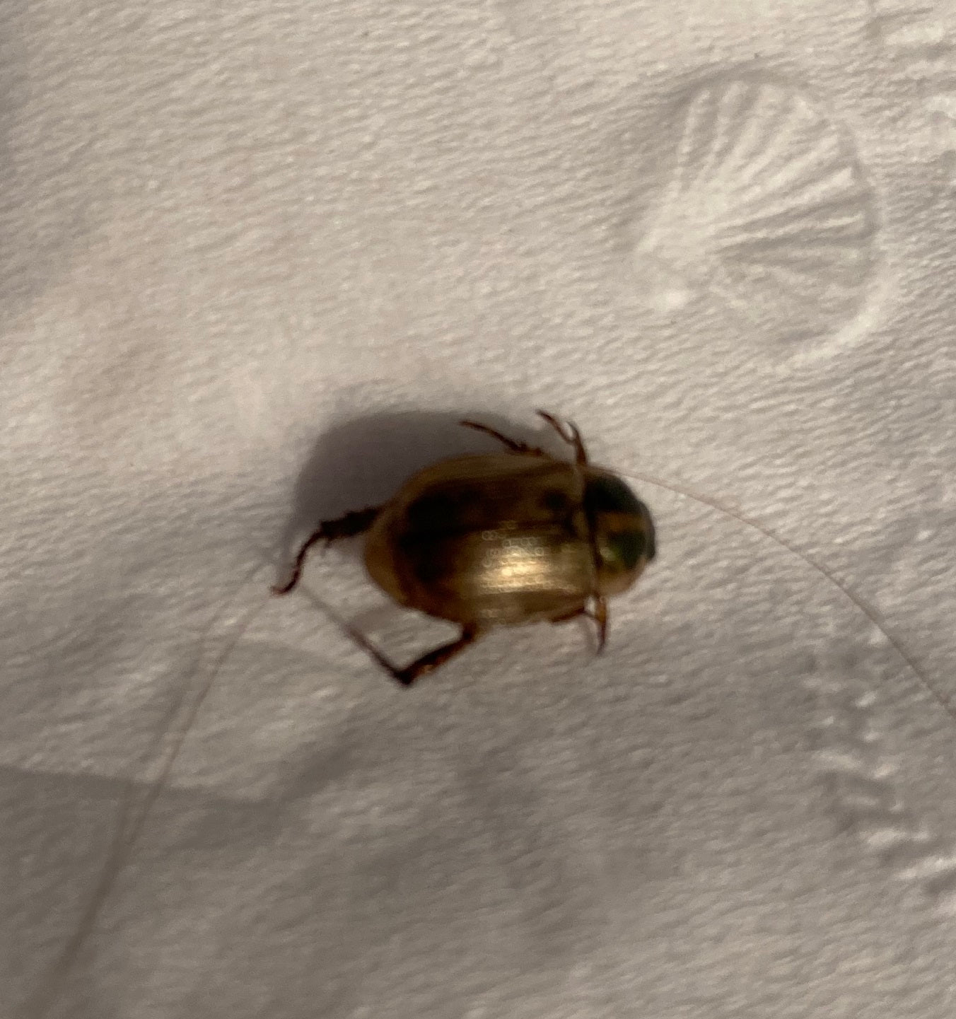 Oriental beetle