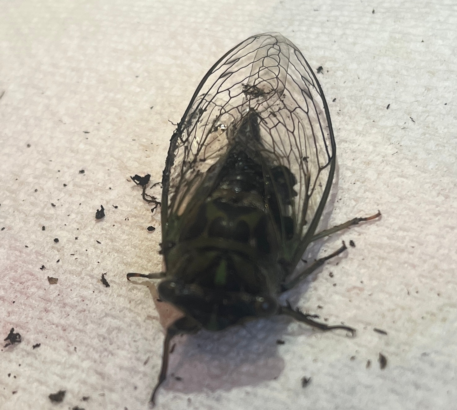 Annual/dog-day cicada