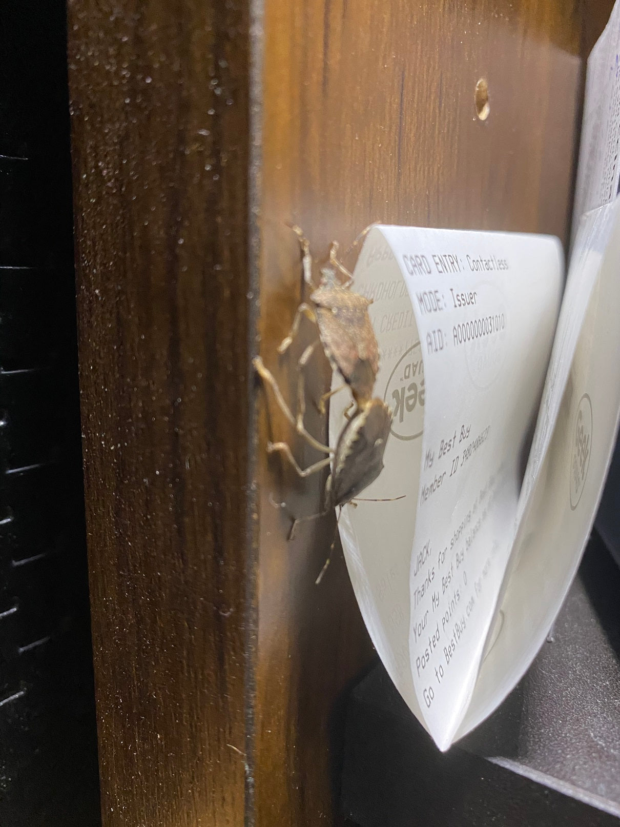 Brown marmorated stink bugs