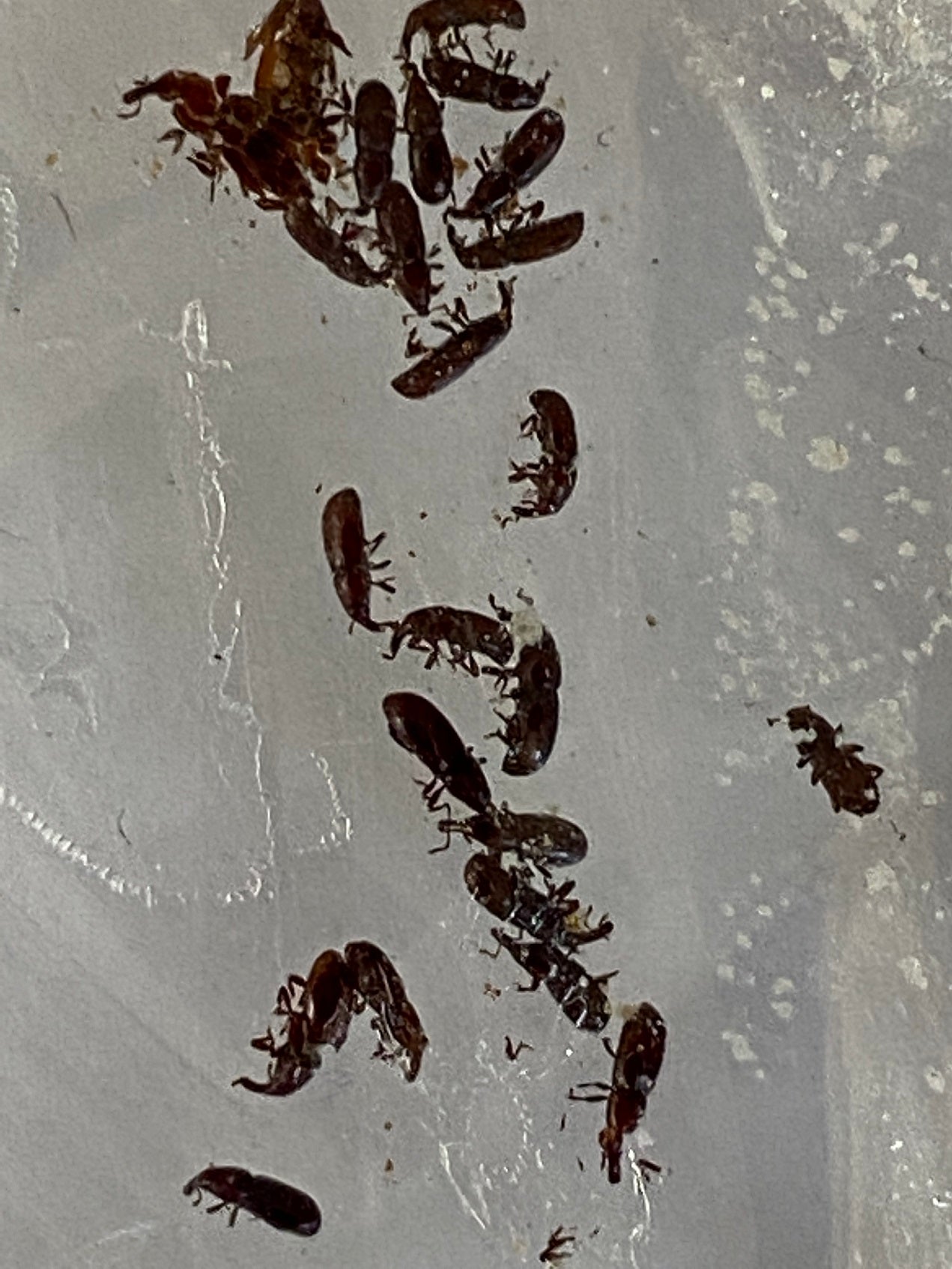 Weevils