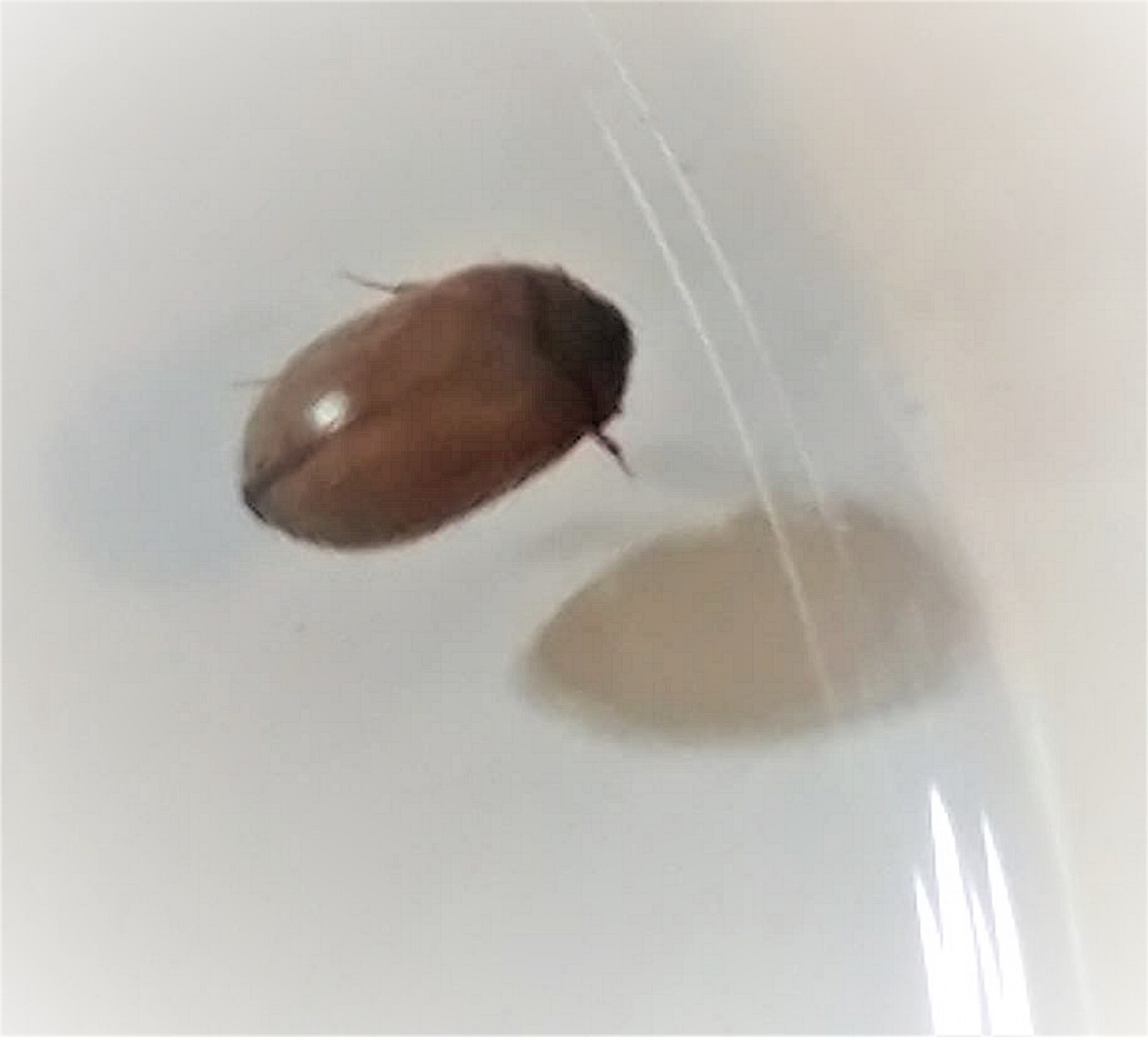Beetle