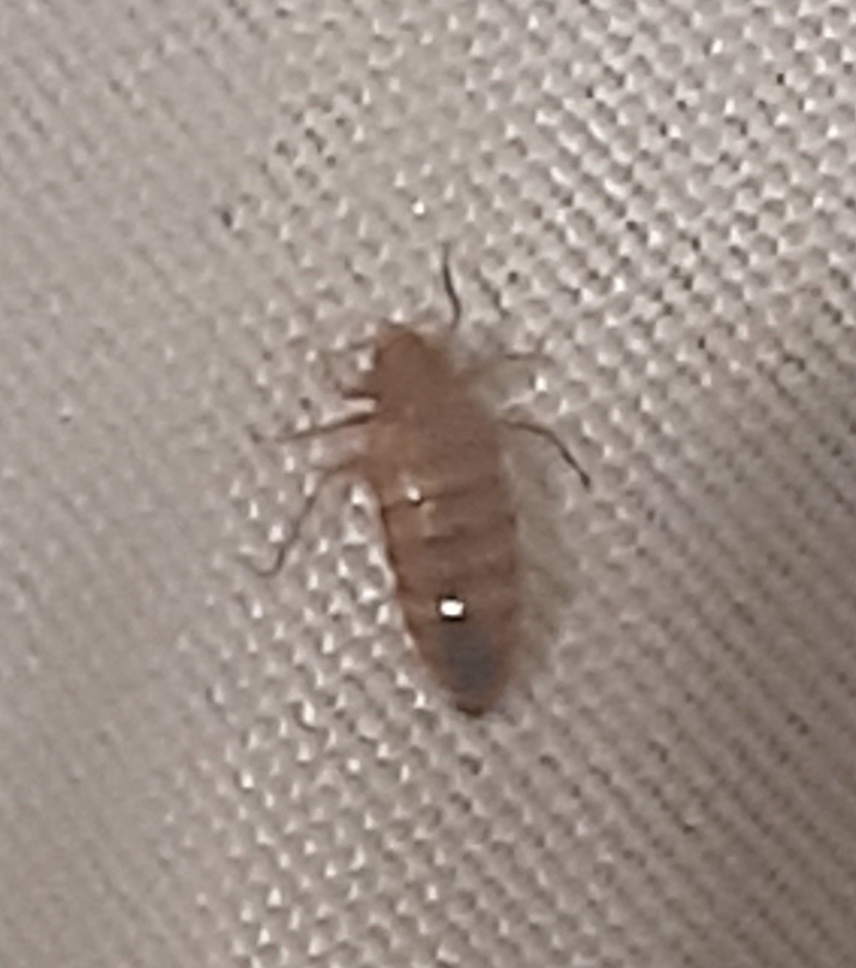Bed bug