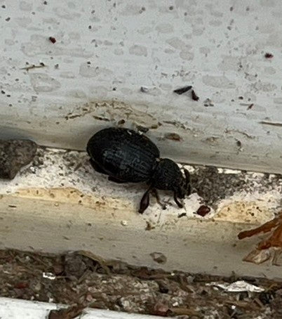 Broad-nosed/short-snouted weevil