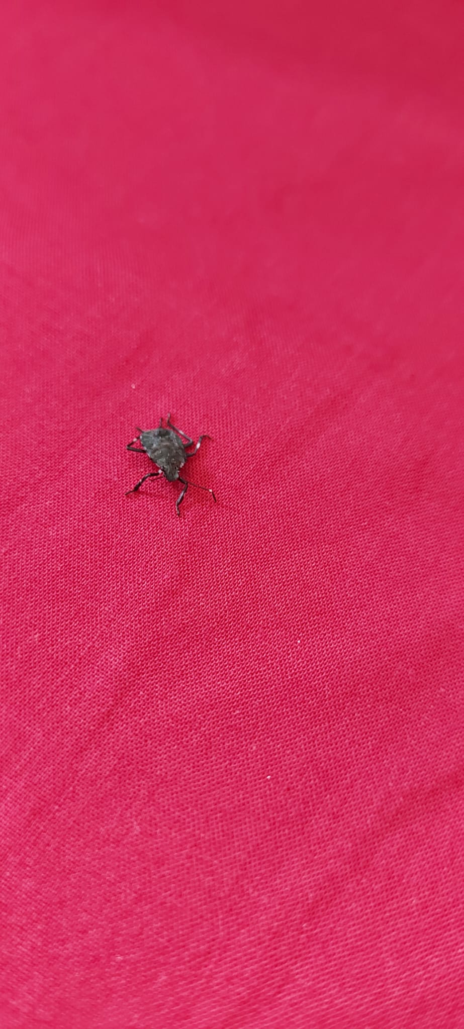 nymph of a brown marmorated stink bug