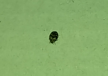 Carpet beetle