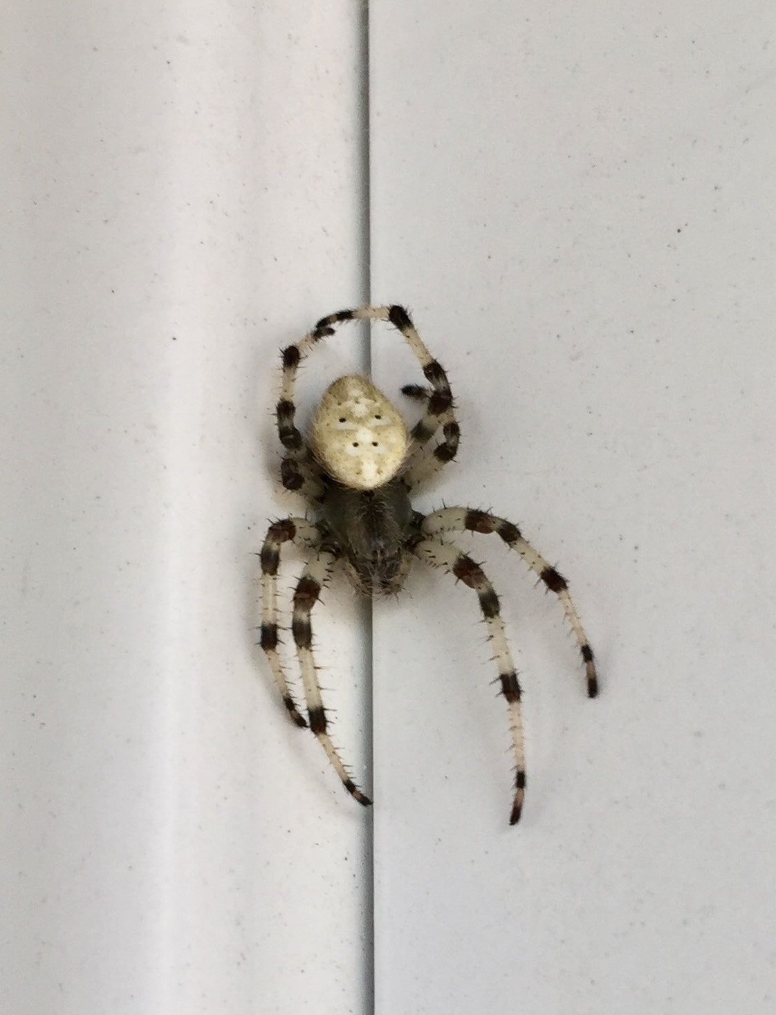 Marbled orb weaver
