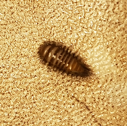 Larva of a carpet beetle