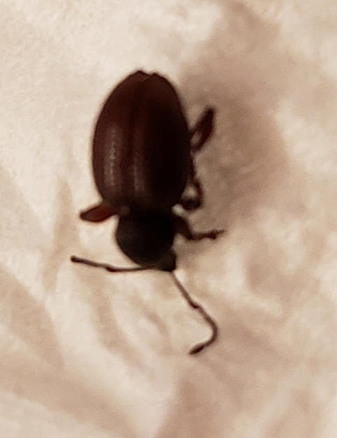 Broad-nosed/short-snouted weevil